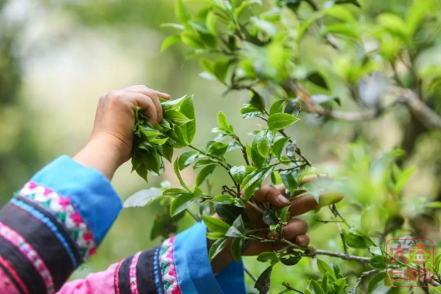 品牌与名山的双重作用——吾心光明快速上扬的深层原因