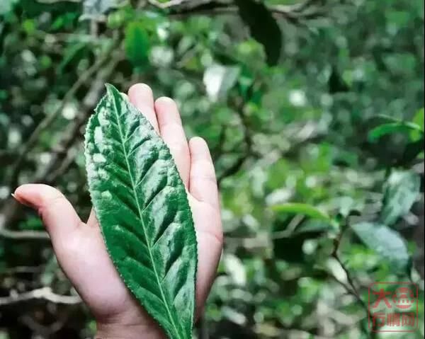 懵！朋友说：普洱产的茶才叫普洱茶？？？